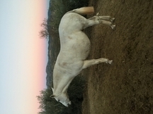 Pura sangre lusitano