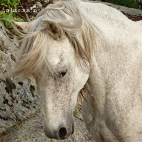 Vendo caballo P.R.E. in 