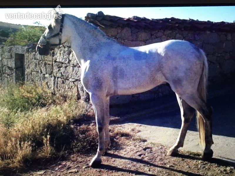 Caballos Enteros P.R.E. - Vendo caballo P.R.E.