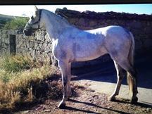 Vendo caballo P.R.E.