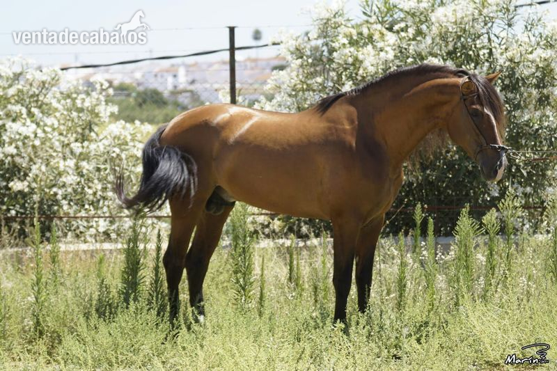 VENTA CABALLO PRE, CASTAÑO in 