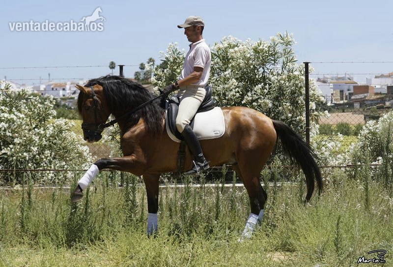 Caballos Enteros Pura Raza Española - VENTA CABALLO PRE, CASTAÑO