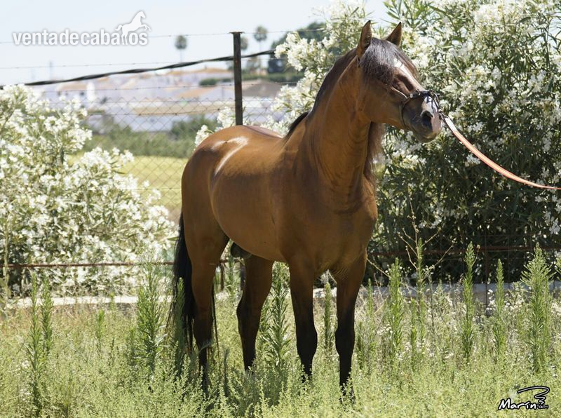 VENTA CABALLO PRE, CASTAÑO - Caballos Enteros Pura Raza Española