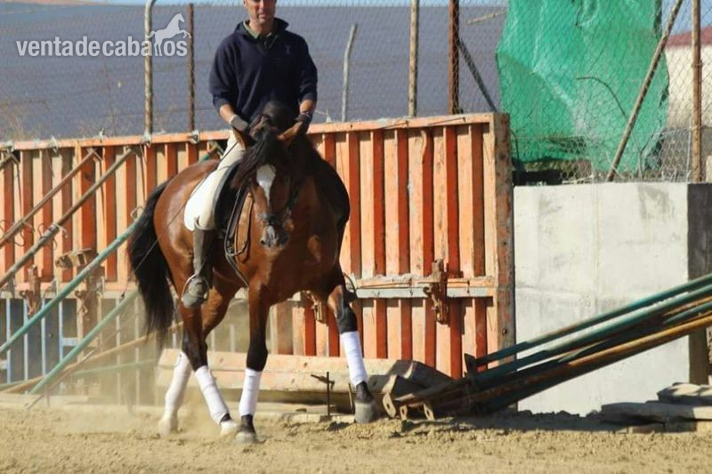 VENTA CABALLO PRE, CASTAÑO - Pura Raza Española