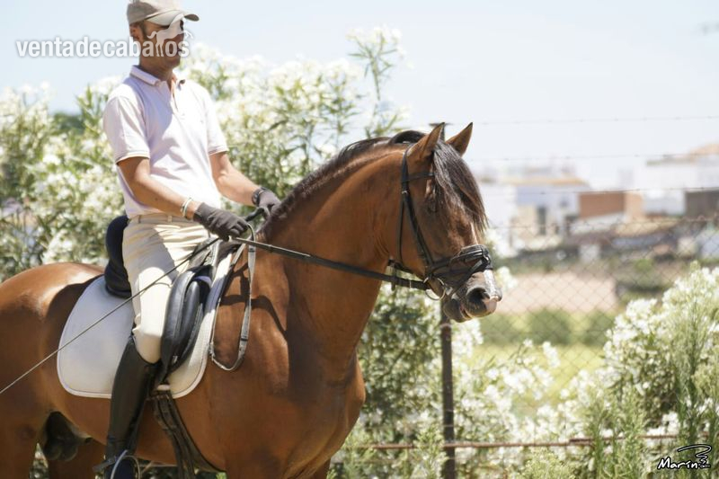VENTA CABALLO PRE, CASTAÑO - Caballos Enteros