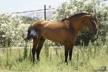 VENTA CABALLO PRE, CASTAÑO