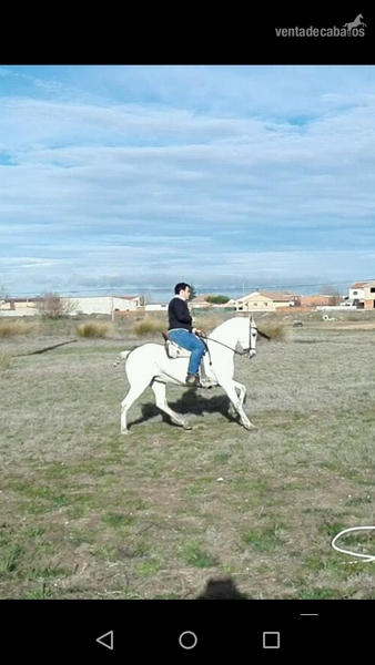 en venta yegua hispano-arabe muy mansa - Caballo Hispano Árabe in 