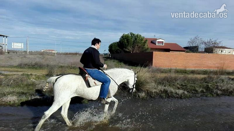 en venta yegua hispano-arabe muy mansa - Caballo Hispano Árabe