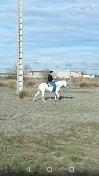 Caballo Hispano Árabe Hispano-Arabe - en venta yegua hispano-arabe muy mansa