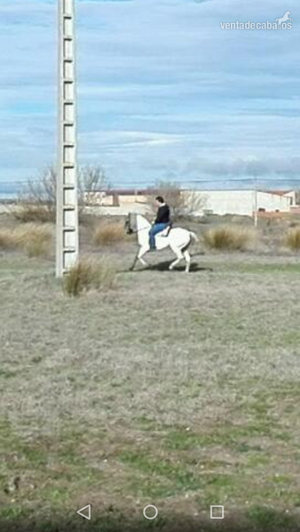 en venta yegua hispano-arabe muy mansa - Caballo Hispano Árabe Hispano-Arabe