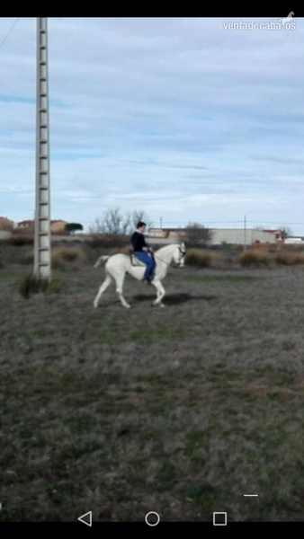 en venta yegua hispano-arabe muy mansa - Hispano-Arabe