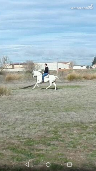 en venta yegua hispano-arabe muy mansa