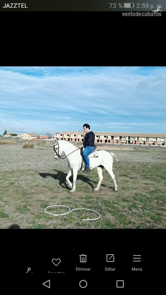  en venta yegua hispano-arabe muy mansa