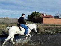 en venta yegua hispano-arabe muy mansa