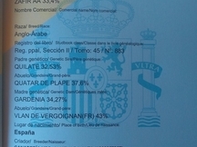Zafir potro anglo arabe 33,4%. 