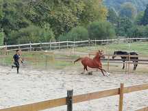 yegua tres sangres