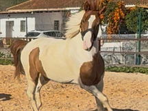 En venta Caballo pío