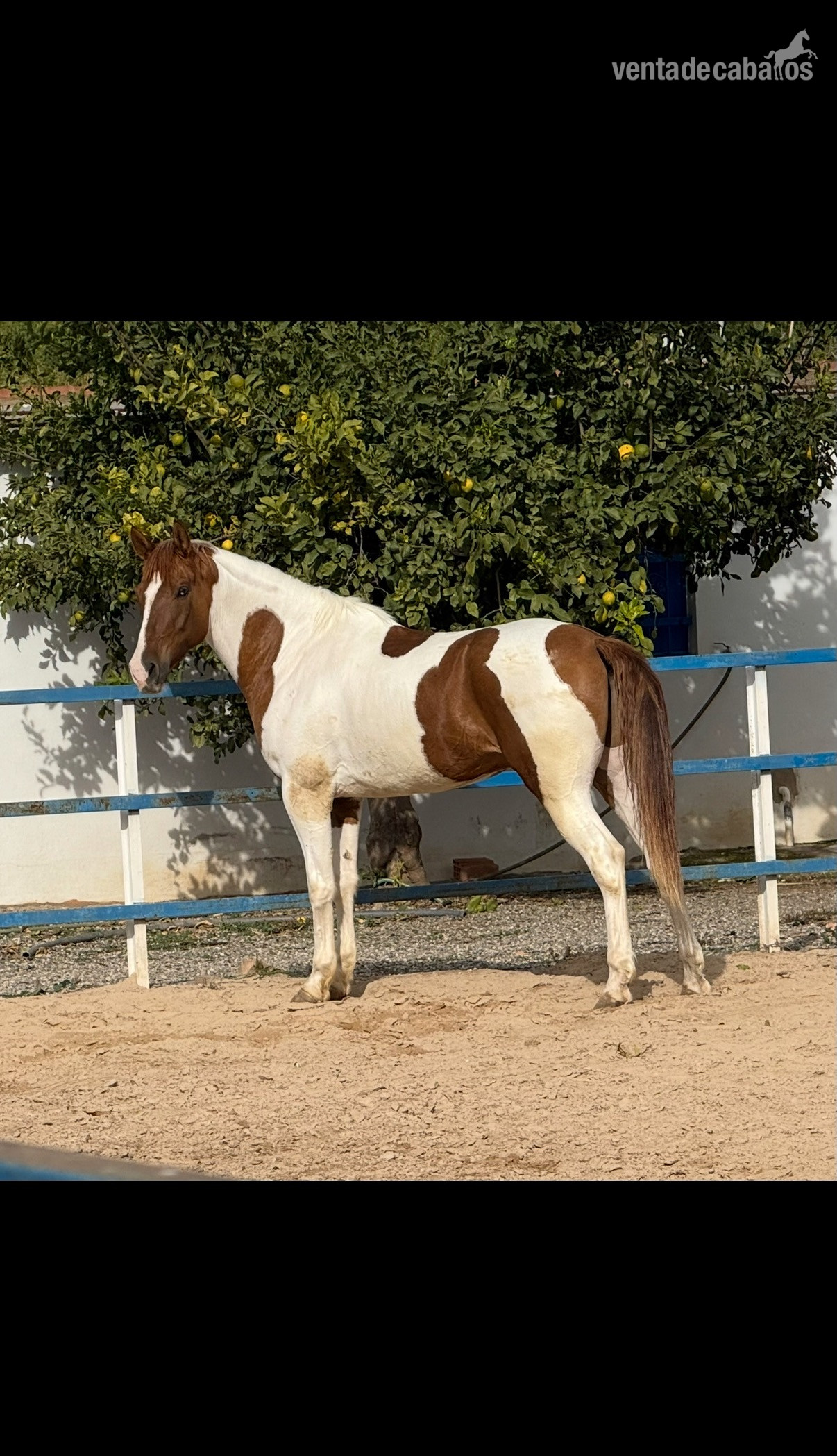 En venta Caballo pío  in 