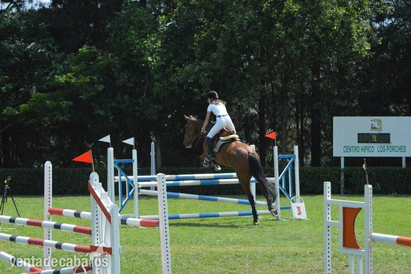 caballo de salto  in 