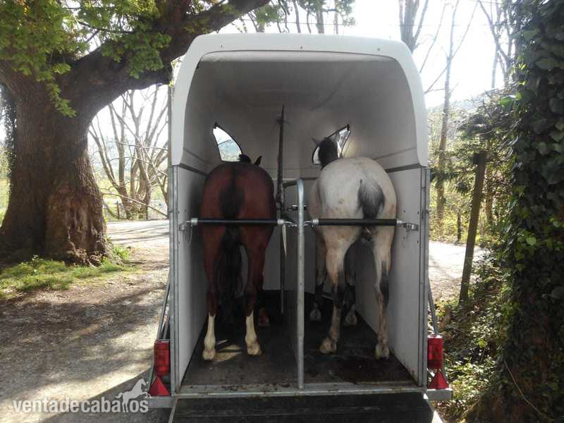 Transporte de caballos in 
