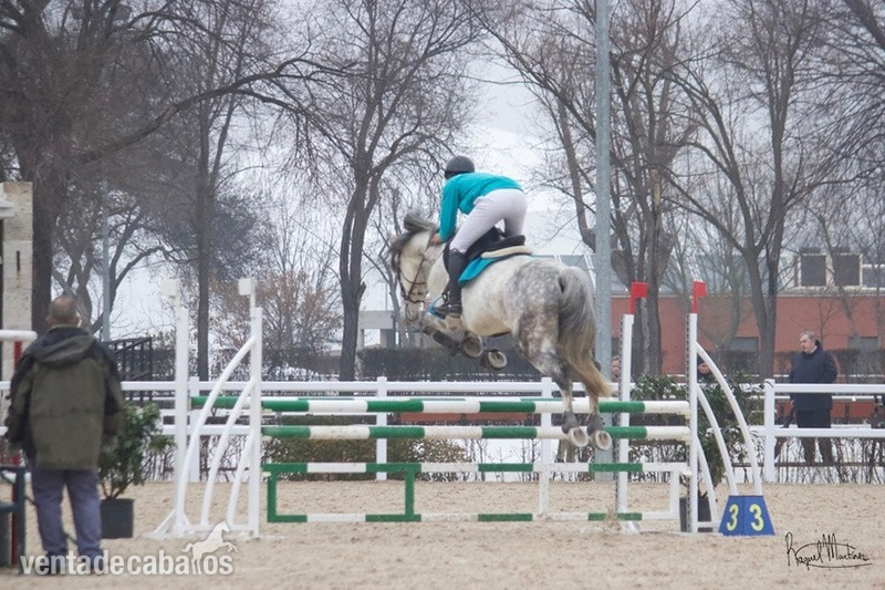 Se vende caballo de salto  in 