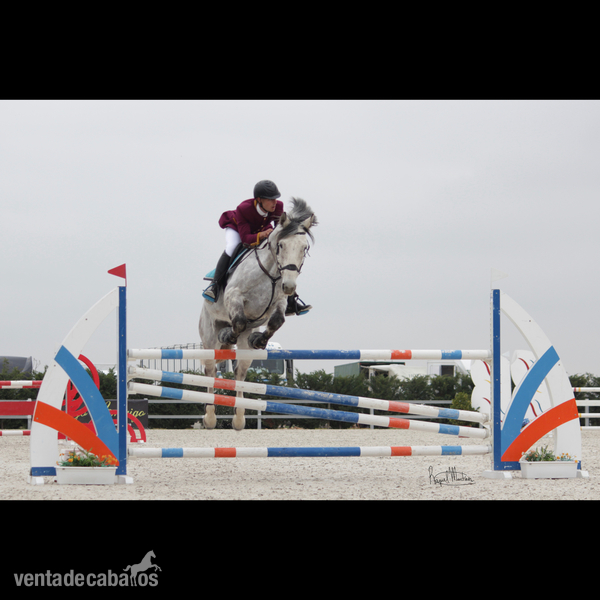 Caballos Capados Kwpn  - Se vende caballo de salto 