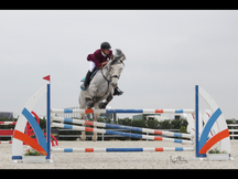 Se vende caballo de salto 