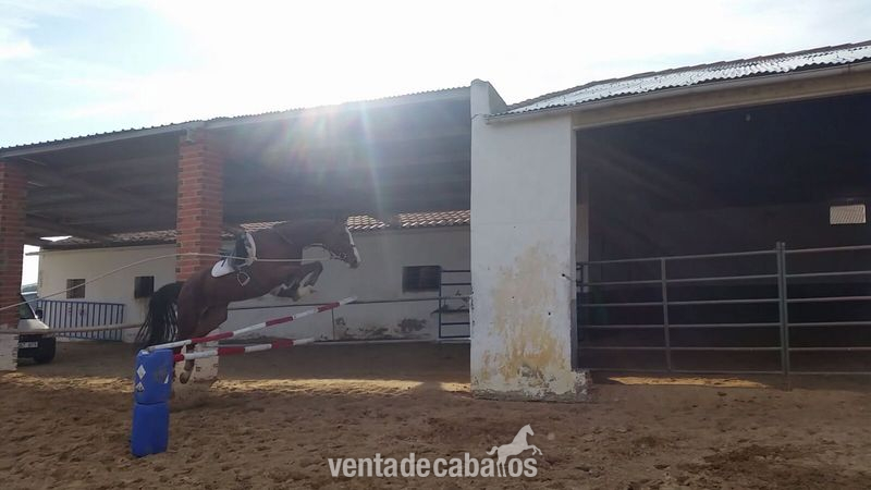 Caballos Capados Anglo-Árabe Sardo - Caballo de competicion silla belga para salto