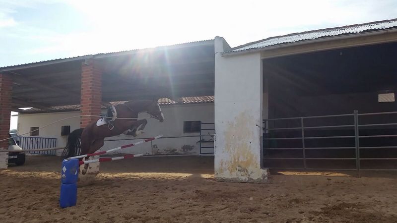 Caballos Capados Anglo-Árabe Sardo - Caballo de competicion silla belga para salto