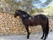 Caballo PRE Negro barroco