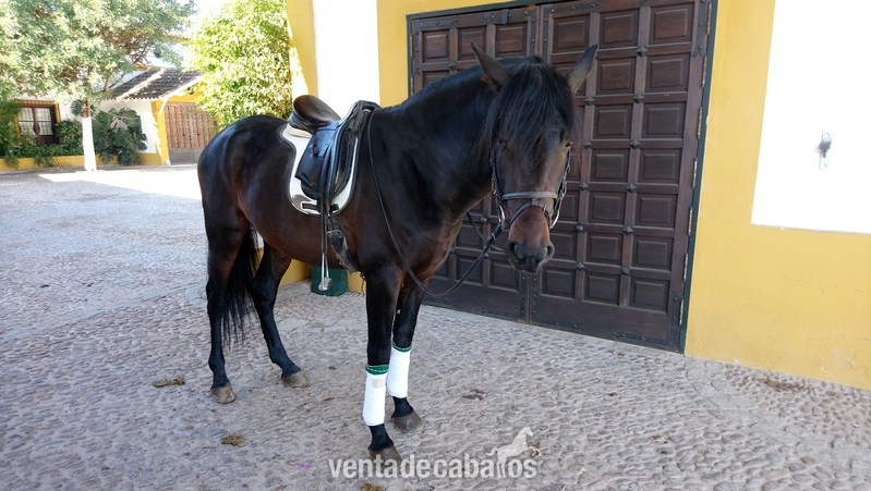 Se vende caballo de Doma Clasica  in 