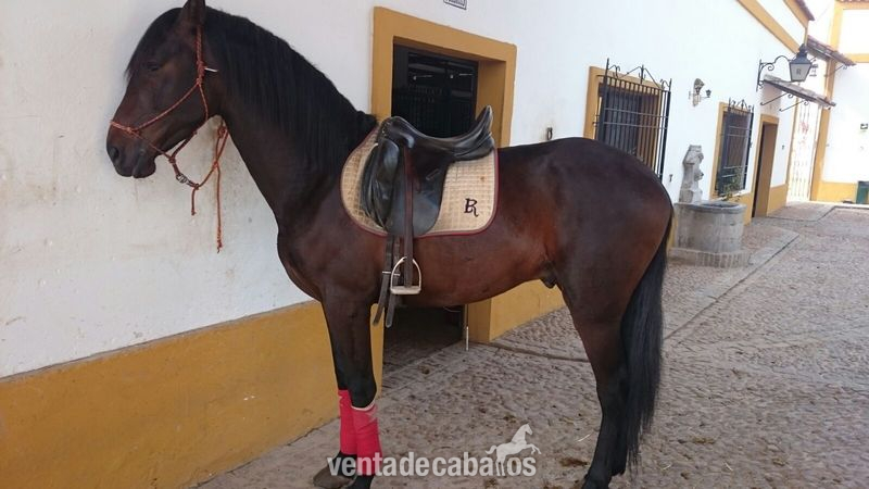 Pura Raza Española