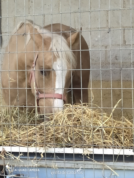 Se vende potra perla muy guapa  in 
