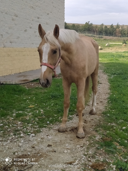 Yeguas Cruzada  - Se vende potra perla muy guapa 