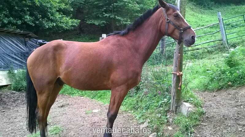 caballo deporte español in 