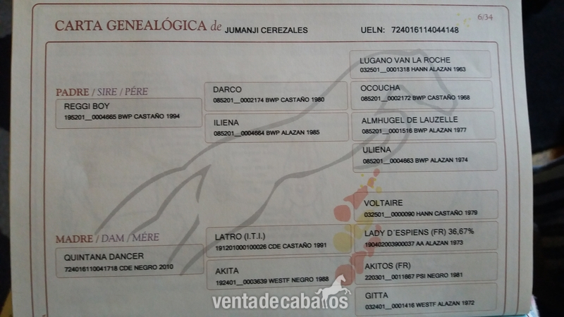 Caballo de Deporte Español (CDE)