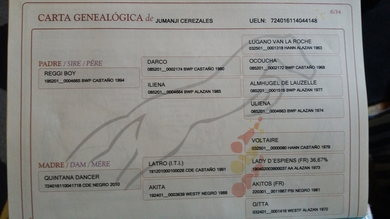 Caballo de Deporte Español (CDE)