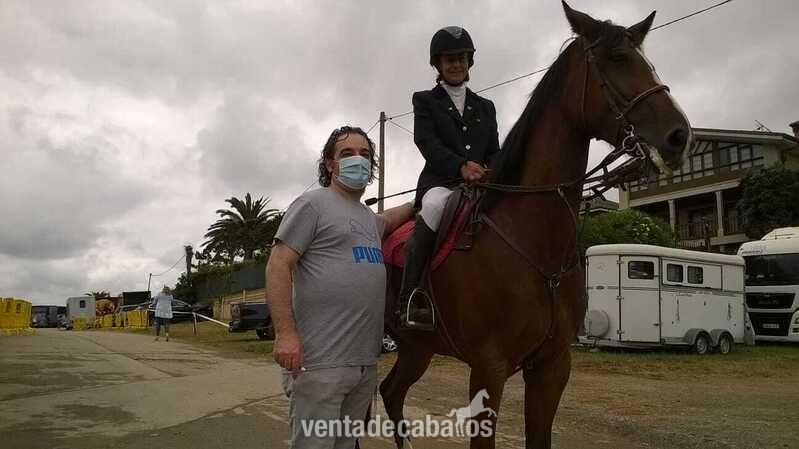 Caballo de Deporte Español (CDE) {TYPE}