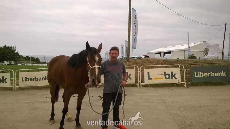 Caballos Capados Caballo de Deporte Español (CDE) - caballo deporte español