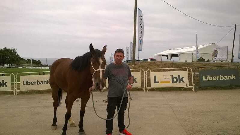 Caballos Capados Caballo de Deporte Español (CDE) - caballo deporte español