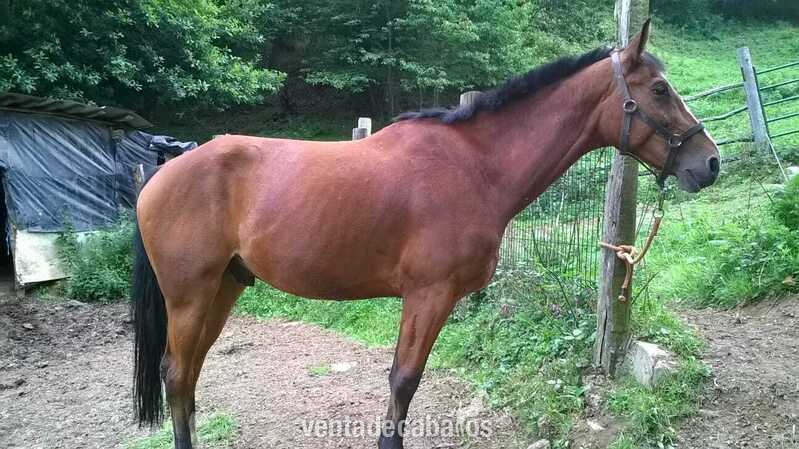 caballo deporte español - Caballos Capados Caballo de Deporte Español (CDE)