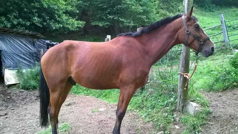 caballo deporte español - Caballos Capados Caballo de Deporte Español (CDE)