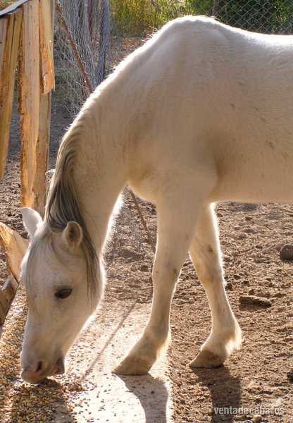Poni Welsh