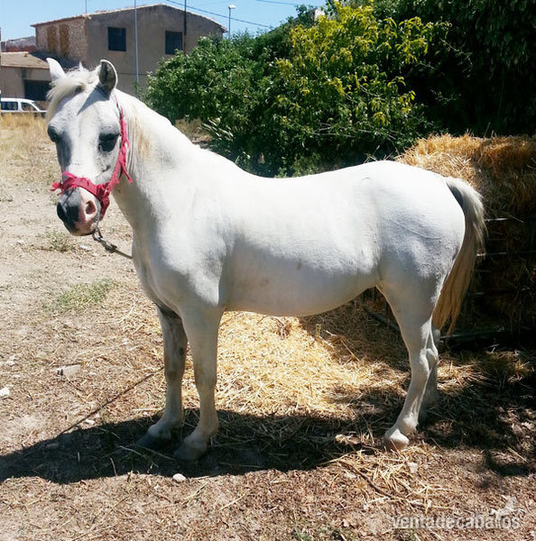 Ponis Pony Club Poni Welsh - VENDO PONA MONTADA Y ENGANCHADA