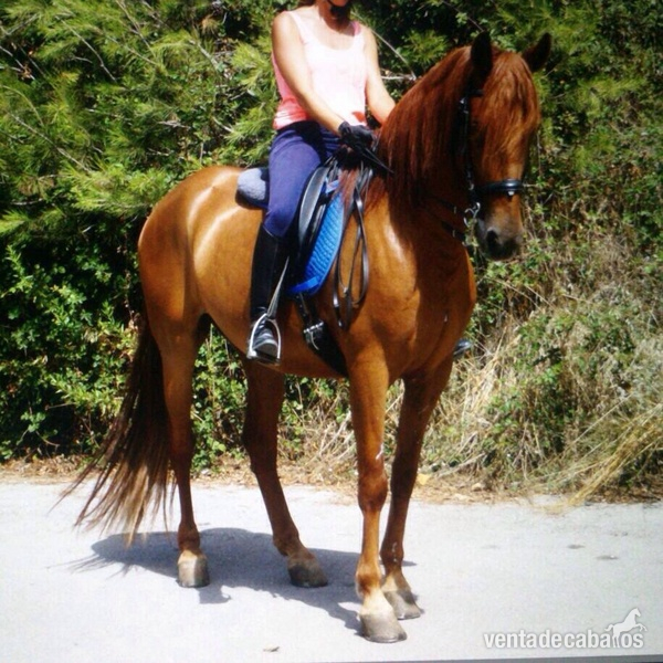 CABALLO ALAZAN PRE in 