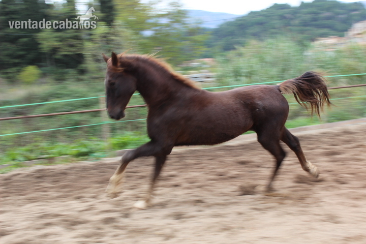 Caballo Holandes 4 años in 