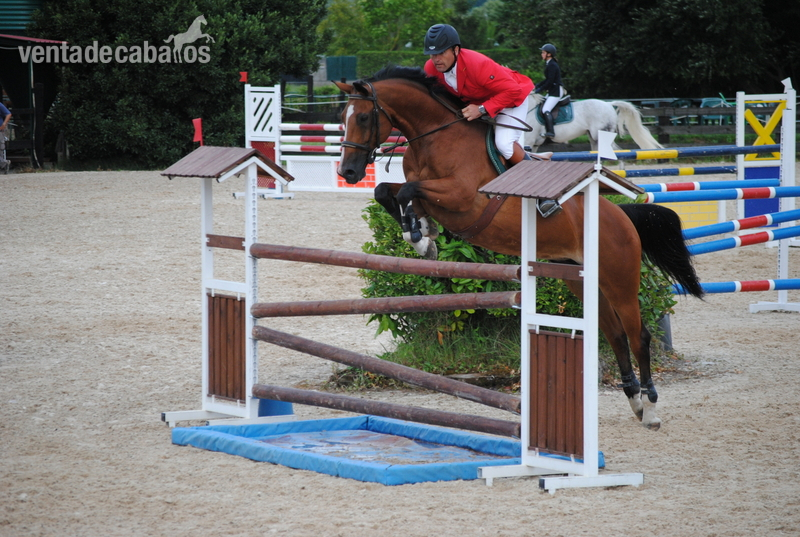 Brumby {TYPE}