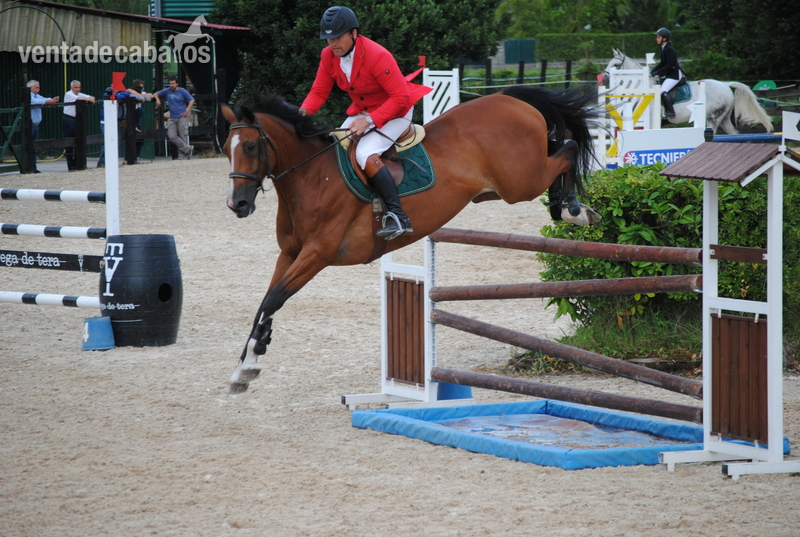 Yeguas Brumby - Yegua de Salto GIII