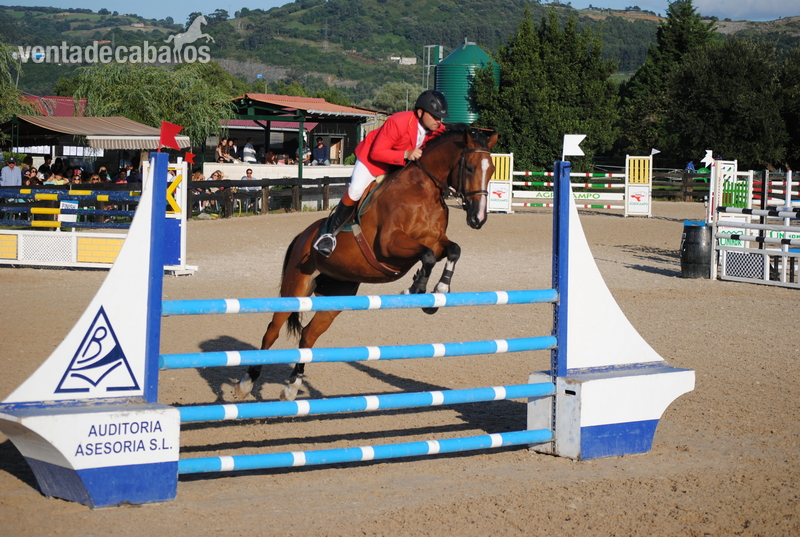 Yegua de Salto GIII - Yeguas Brumby
