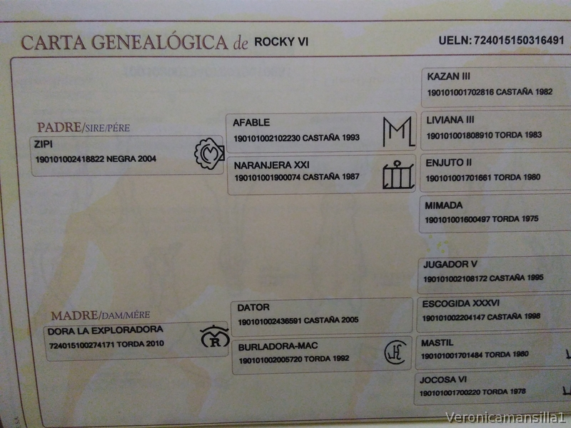 Venta de potro in 